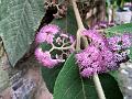 Large-Leaf Beauty Berry